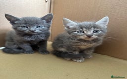 Mixed Breed cats for sale: 4 beautiful kittens left  - Image 2