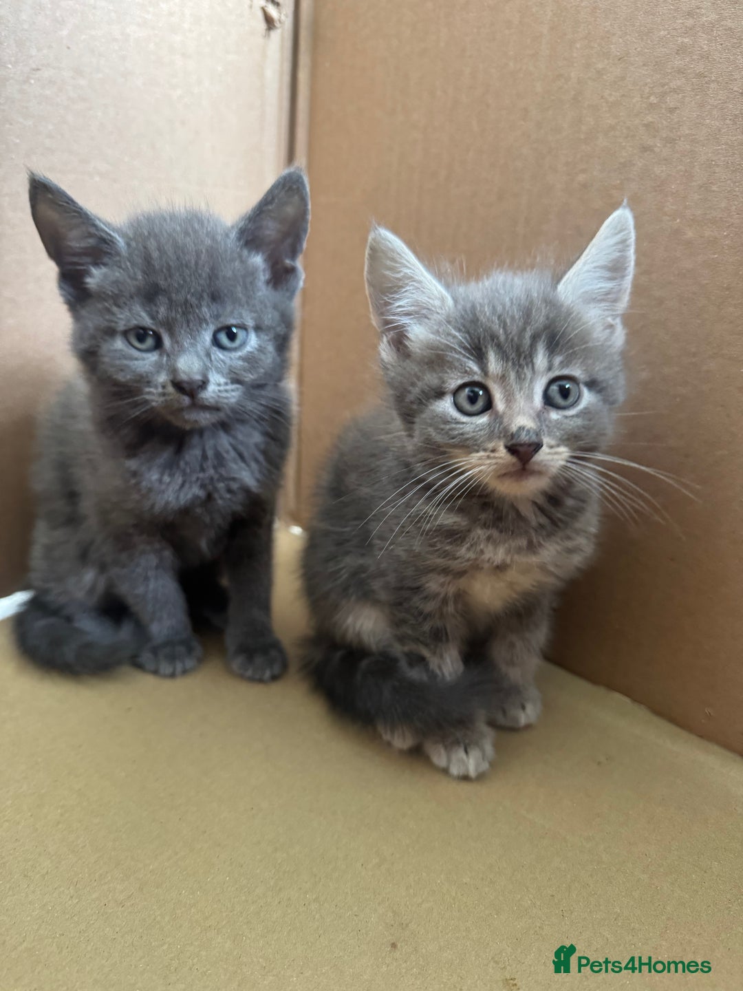 Mixed Breed cats for sale: 4 beautiful kittens left  - Image 2