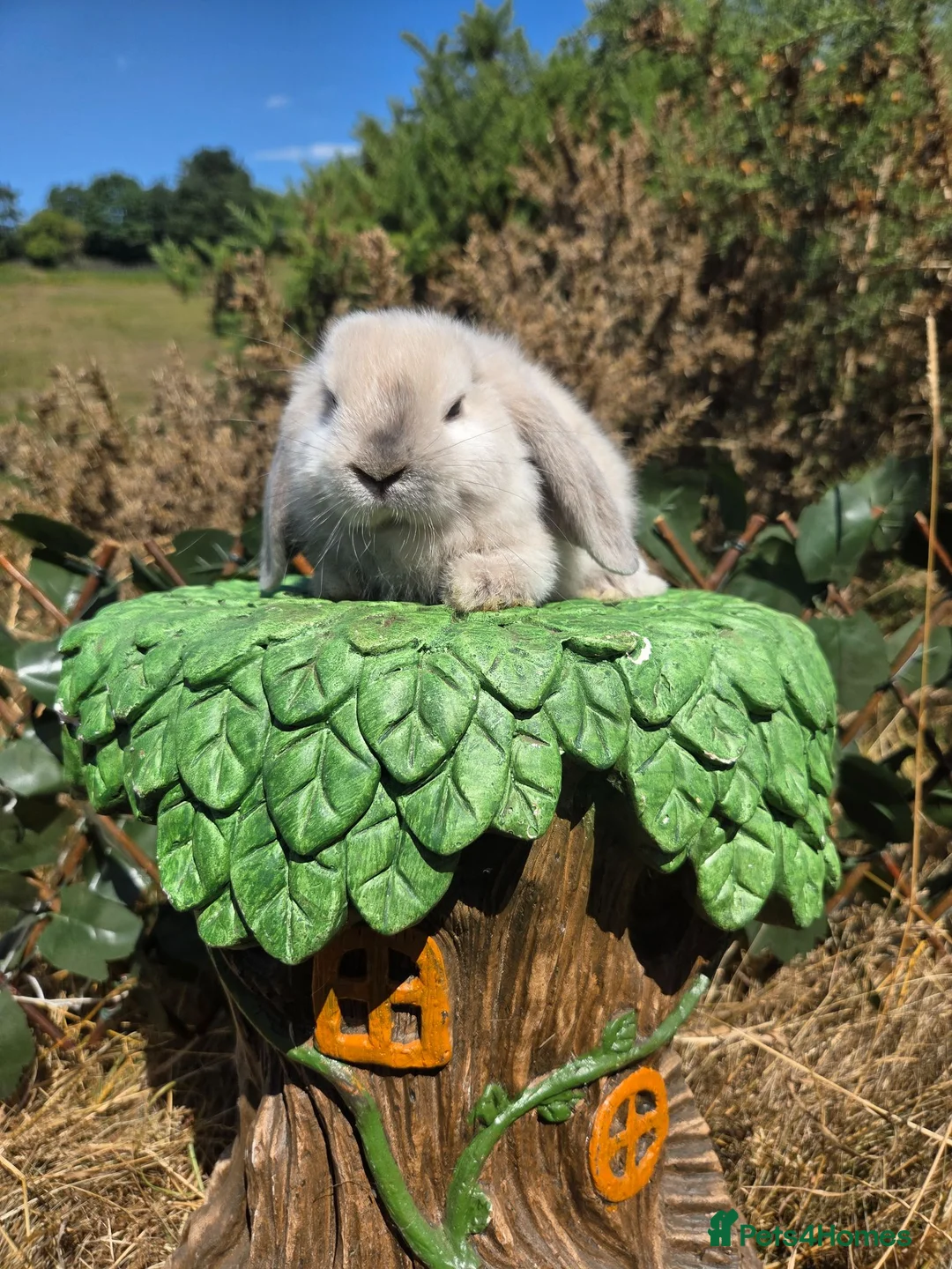 Mini Lop rabbits for sale: Pure bred mini lop bunnies - Advert 28