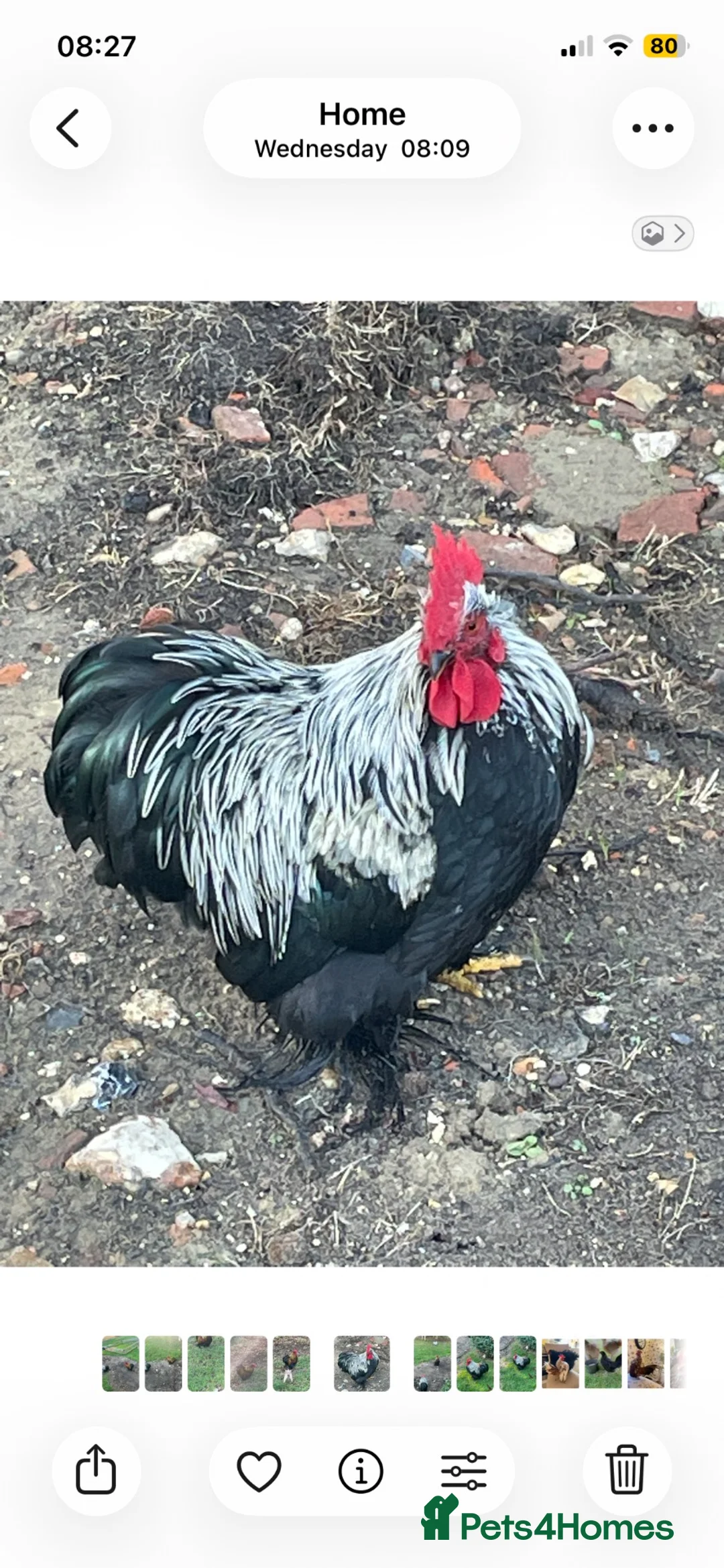Chickens poultry for sale: Pekin Bantam Cockerel  in Eye - Advert 3