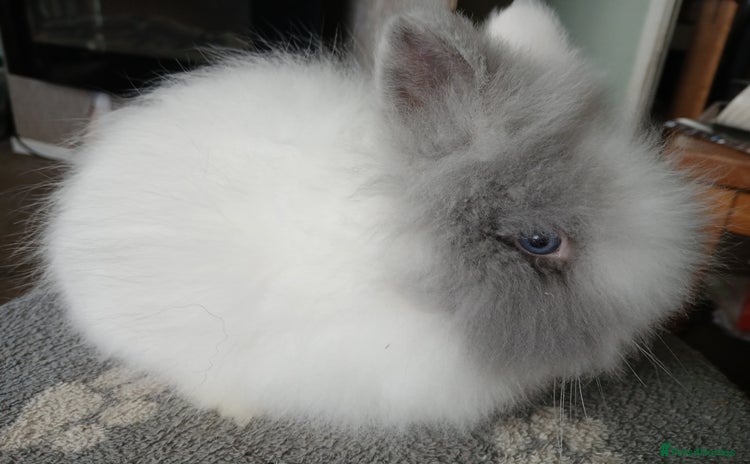 Lionhead rabbits - Advert 10