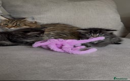 Maine Coon cats for sale: 2 Maine coon x tabby kittens  - Image 12