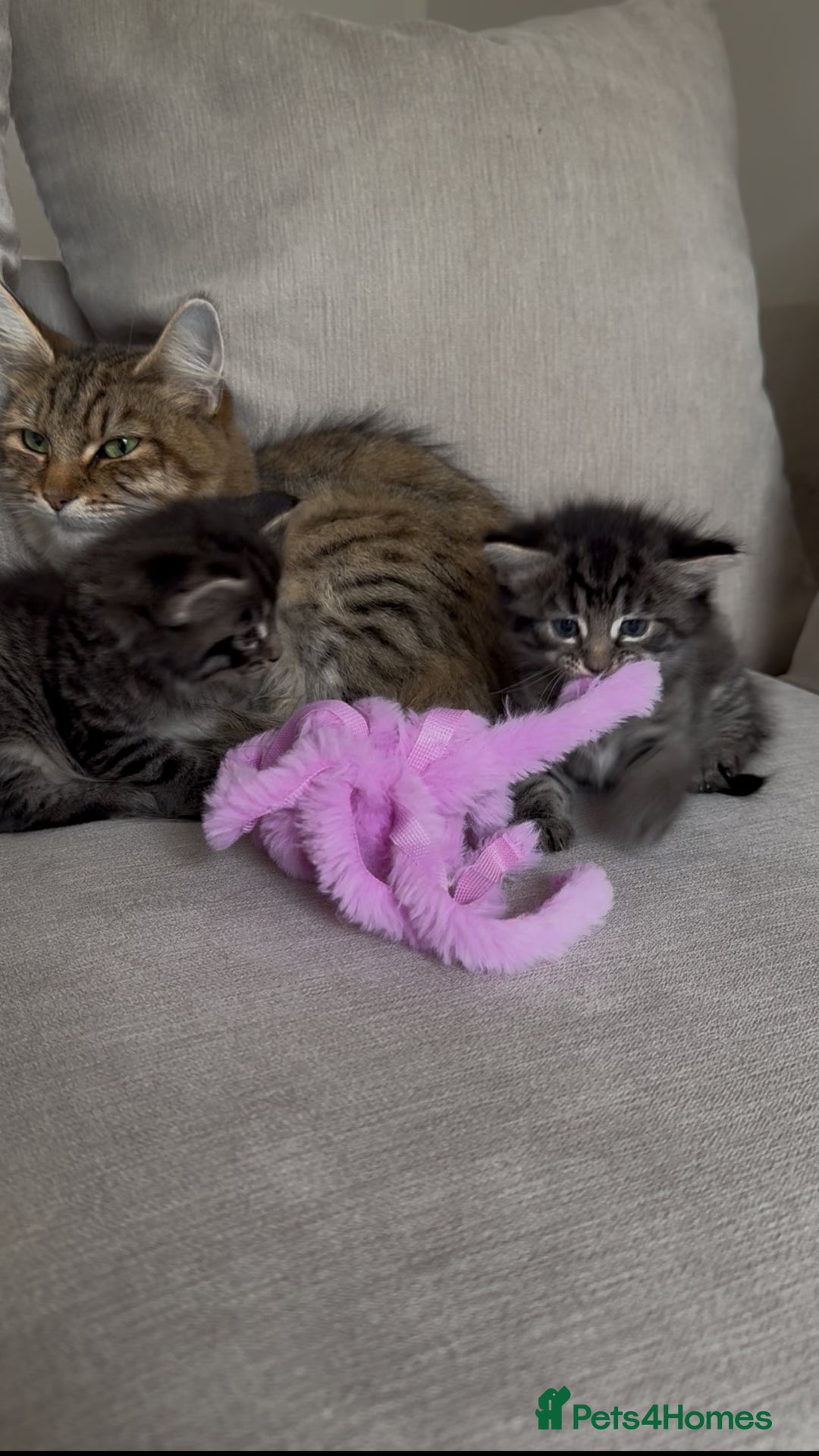 Maine Coon cats for sale: 2 Maine coon x tabby kittens  - Image 12