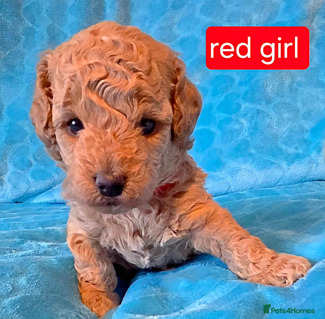 Maltipoo dogs for sale: Beautiful Maltipoo Puppies – Available to Reserve  - Advert 2
