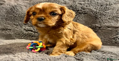 Cavalier King Charles Spaniel dogs Adorable KC Cavalier King Charles Spaniel Puppies - Advert 8