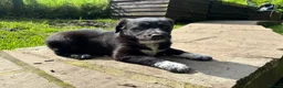 Mixed Breed dogs for sale: Lurcher x Collie  in Preston - Advert 5