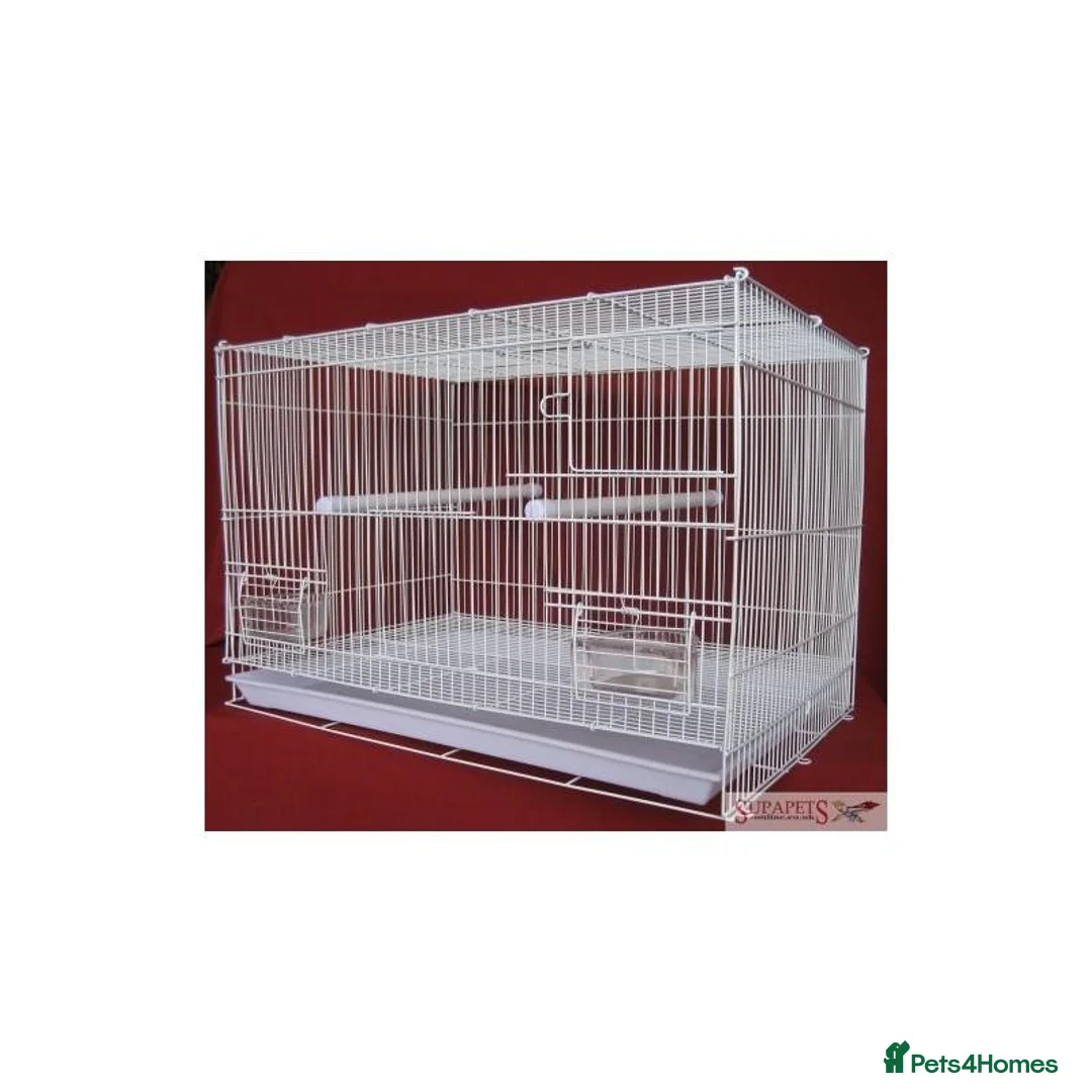 Budgerigars birds for sale: 5 male budgies (cage and starter pack available) - Advert 2