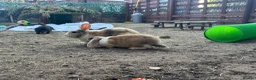 Mixed Breed rabbits for sale: Rabbits for sale - Advert 14