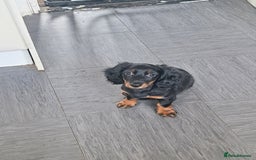 Dachshund dogs for sale: Dachshund puppies  - Image 10
