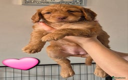 Cockapoo dogs for sale: F1 Cockapoo X Working Cocker Spaniel  - Image 3