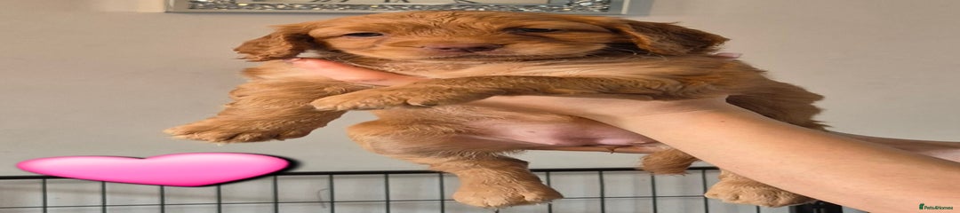 Cockapoo Puppy 5