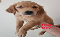 Golden Retriever dogs for sale: 2 Boys 2 Girls KC Reg. Golden Retriever Puppies - Image 6