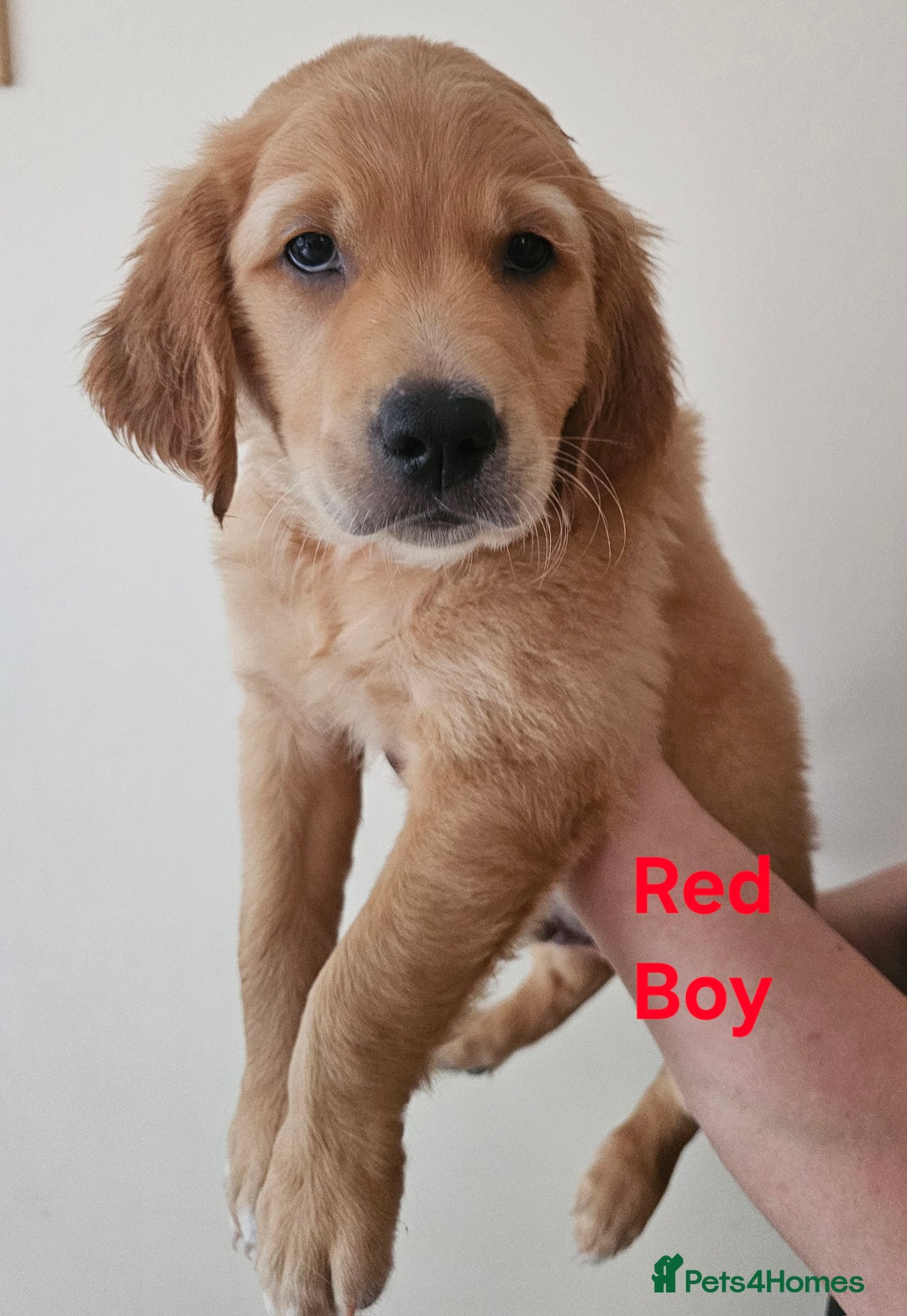 Golden Retriever dogs for sale: 2 Boys 2 Girls KC Reg. Golden Retriever Puppies - Image 6