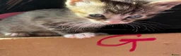Mixed Breed cats for sale: Gorgeous kittens ready to leave now!  - Advert 8