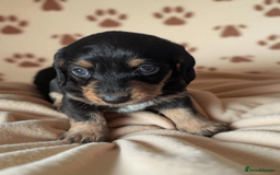 Chiweenie dogs for sale: 5 gorgeous Chiweenie puppies - Image 4