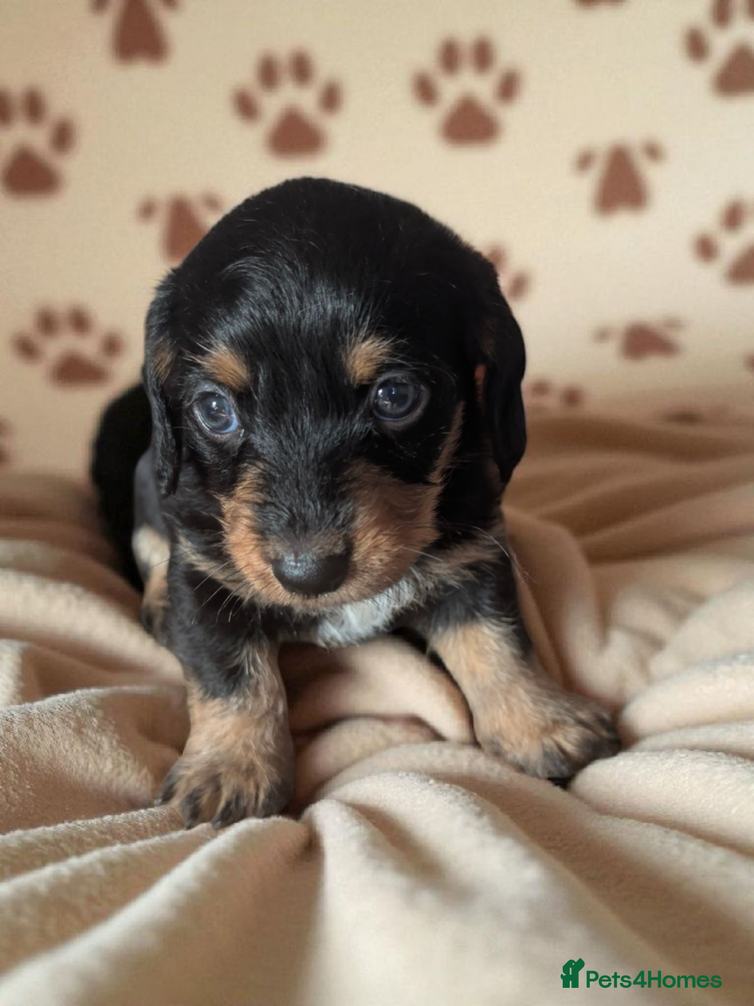 Chiweenie dogs for sale: 5 gorgeous Chiweenie puppies - Image 4