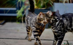 Bengal cats for sale: Looking for the best homes for our retired Bengals - Image 1