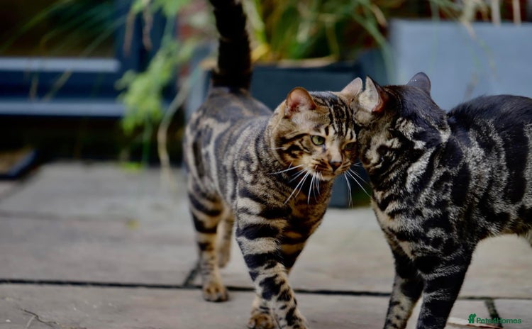 Bengal cats - Advert 4