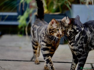 Bengal cats - Advert 26