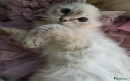 Ragdoll cats for sale: TICA Ragdoll Kittens (pet only)  - Image 5