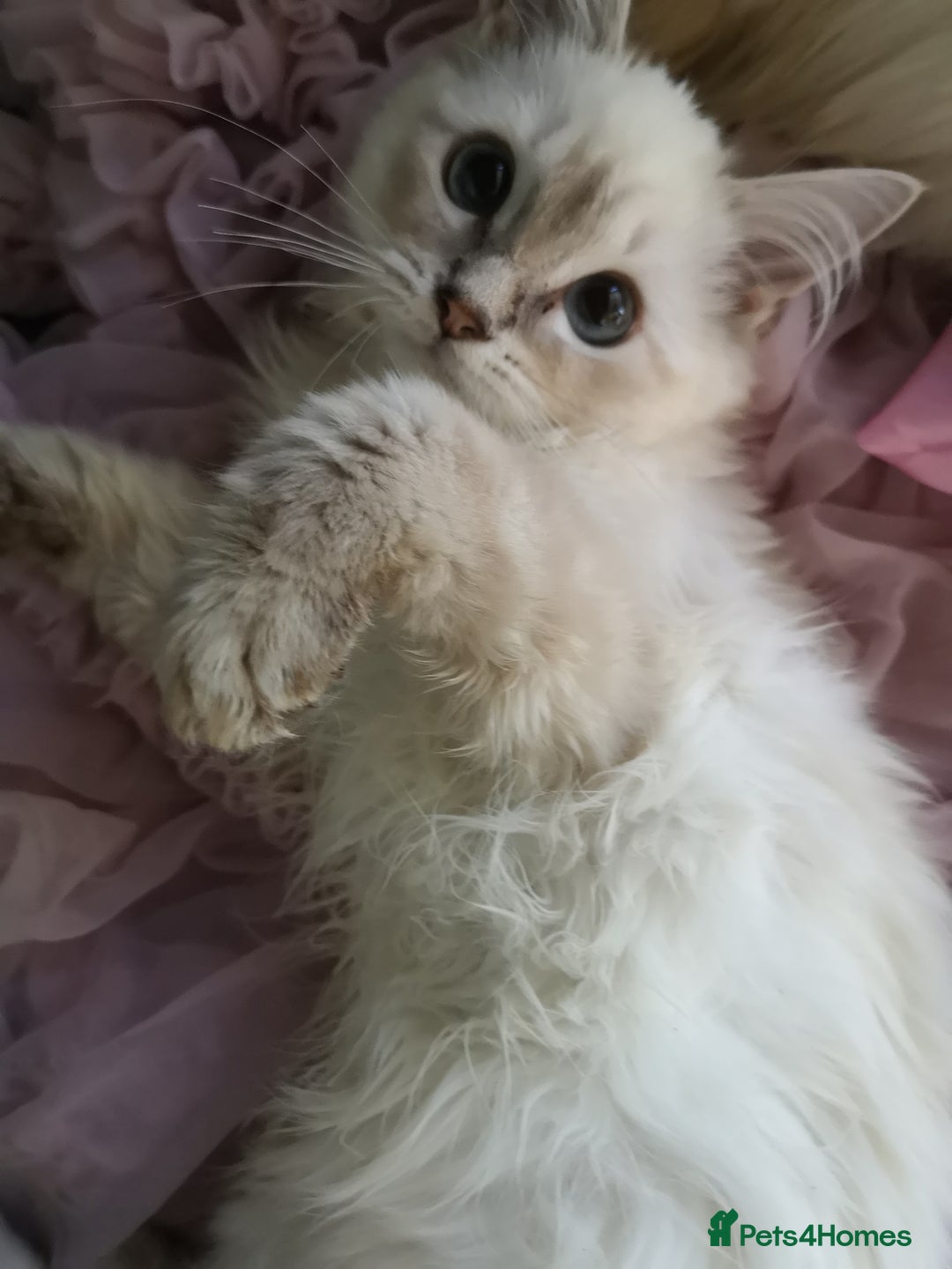 Ragdoll cats for sale: TICA Ragdoll Kittens (pet only)  - Image 5
