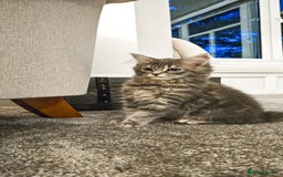 Siberian cats for sale: Beautiful Rare Pure Siberian Kittens For Sale. - Image 10