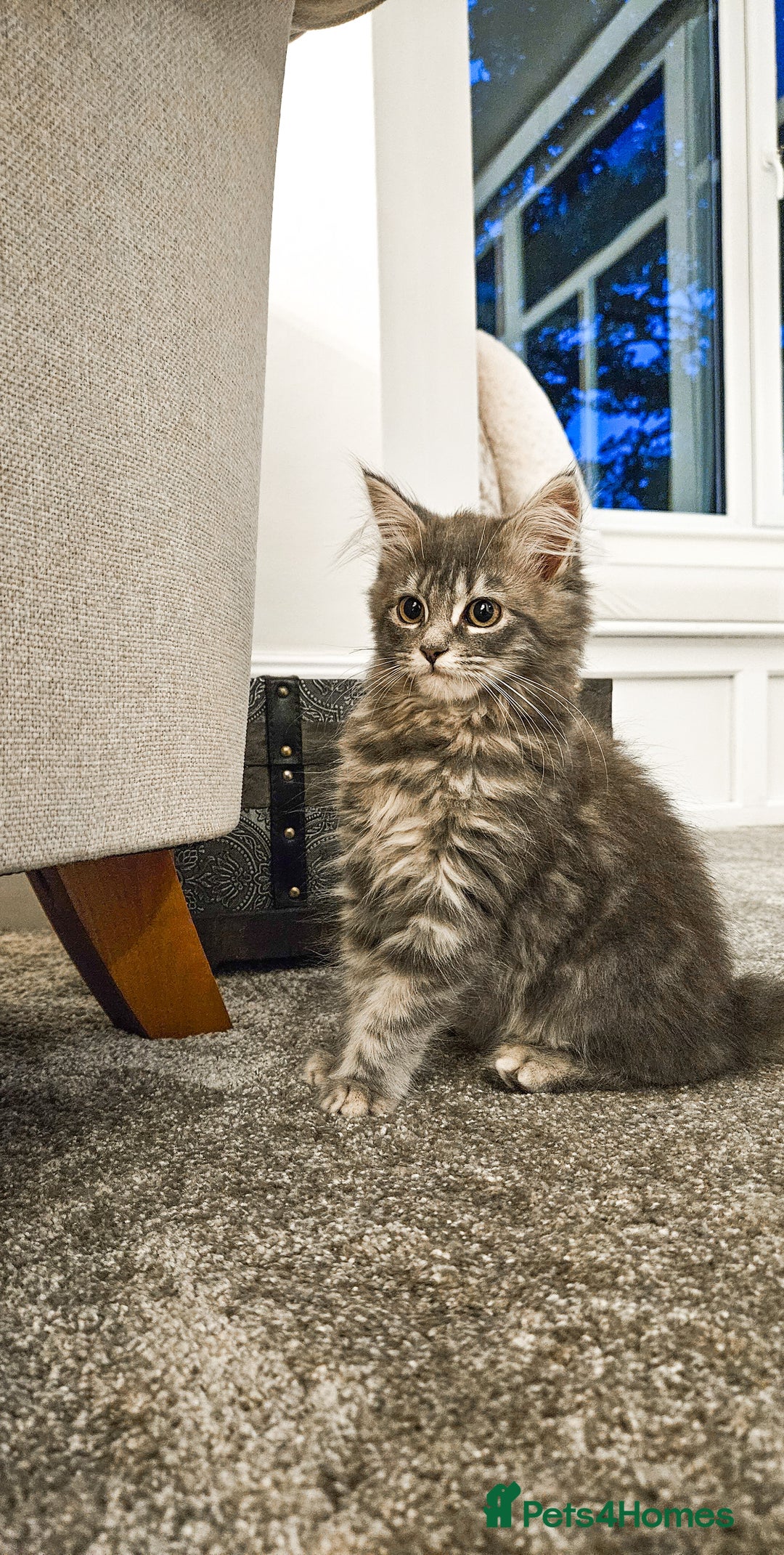 Siberian cats for sale: Beautiful Rare Pure Siberian Kittens For Sale. - Image 10