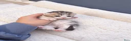 Selkirk Rex cats for sale: Beautiful Selkirk Rex Shorthair Kittens  - Advert 40