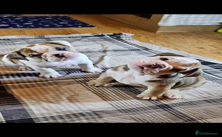 Mixed Breed dogs - Advert 1