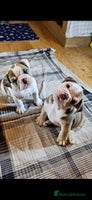 Mixed Breed dogs - Advert 7