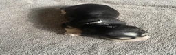 Cocker Spaniel dogs for sale: Show Type Cocker Spaniel Puppies - Advert 35