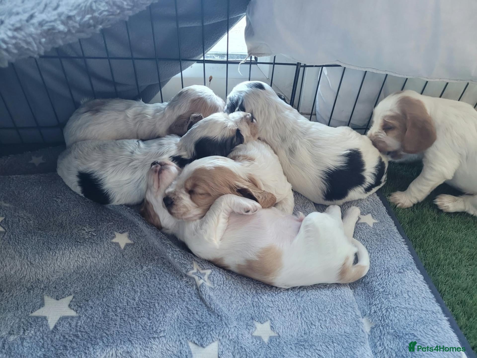 Cocker Spaniel dogs Cocker Spaniel puppies - Advert 5
