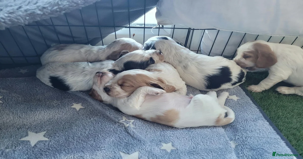 Orange and white Cocker Spaniel Puppies for sale | Pets4Homes
