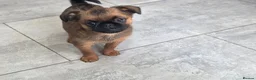 Griffon Bruxellois dogs for sale: Gorgeous griffs - Advert 3