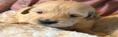 Golden Retriever Puppy 7