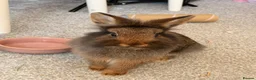 Netherland Dwarf rabbits for sale: Two female bunnies  in Abingdon - Advert 2