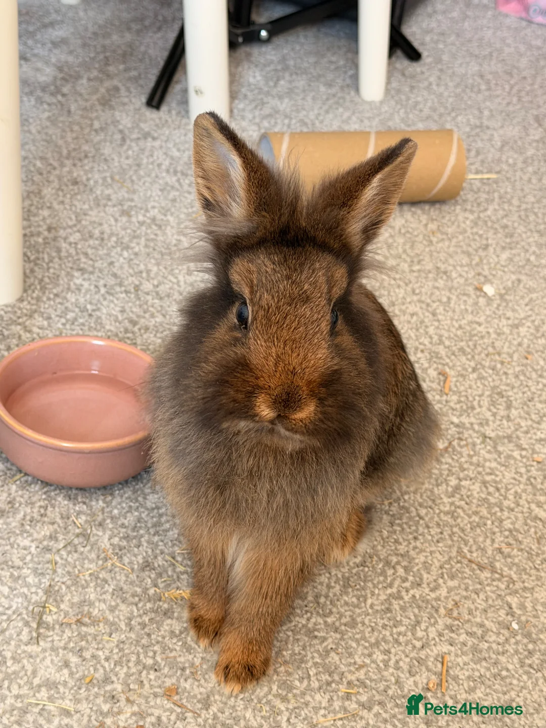Netherland Dwarf rabbits for sale: Two female bunnies  in Abingdon - Advert 2