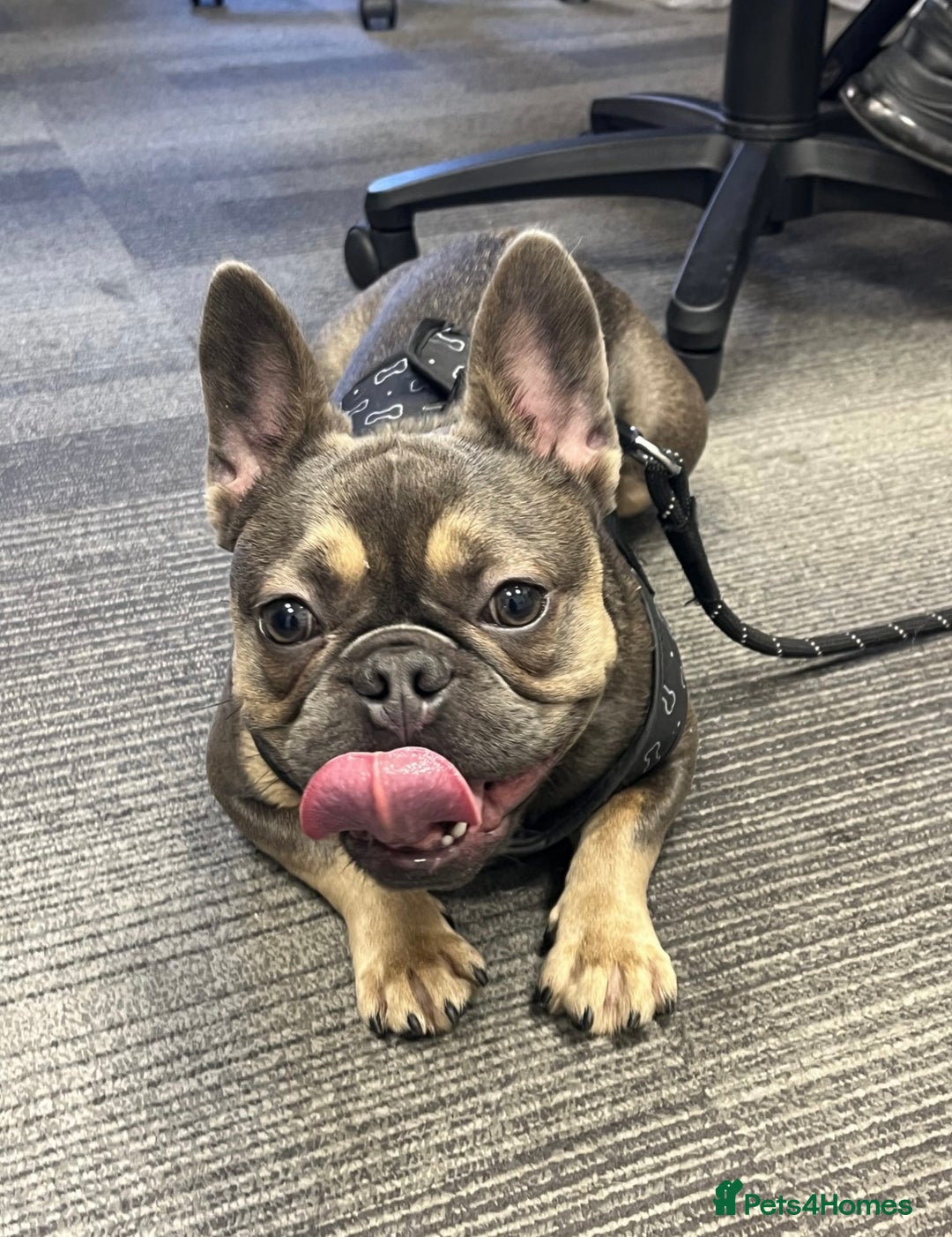 French Bulldog dogs for sale: 1 Female French Bulldog  - Advert 3