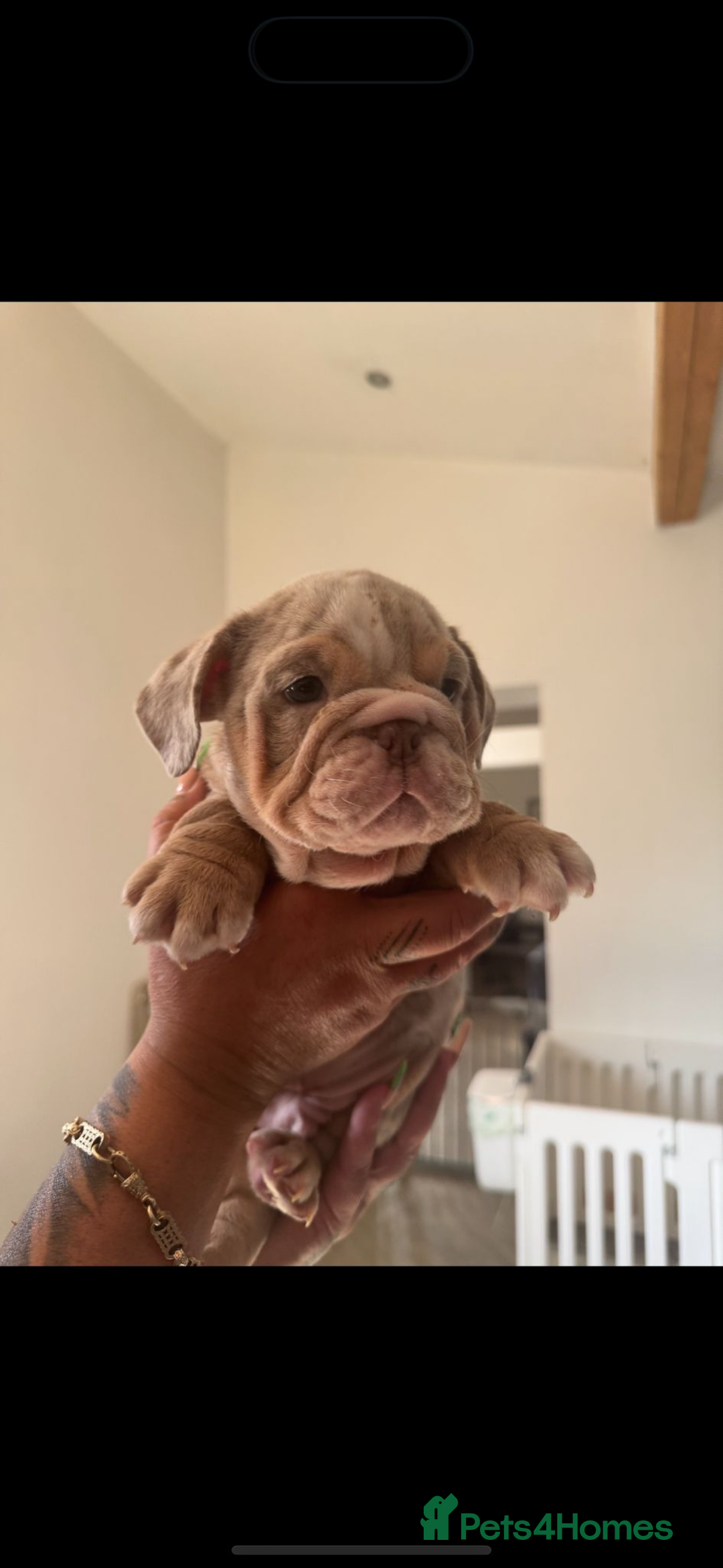 English Bulldog dogs for sale: English bulldog puppies  - Image 7