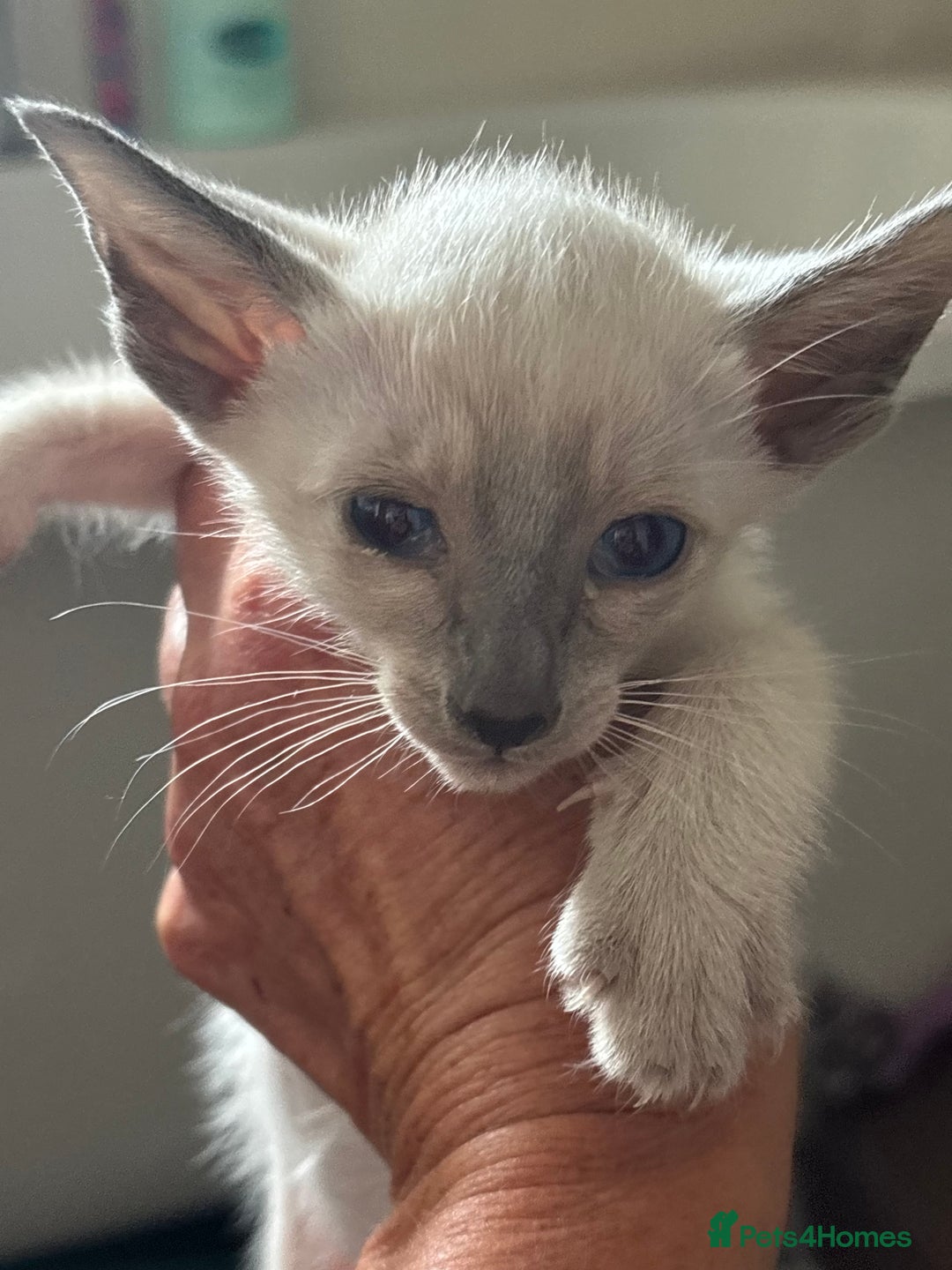 Siamese cats for sale: Siamese and orientals - Image 9
