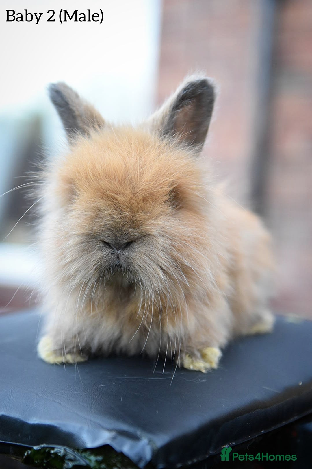 Angora rabbits for sale: French Imported Pedigree English Angoras - Advert 11