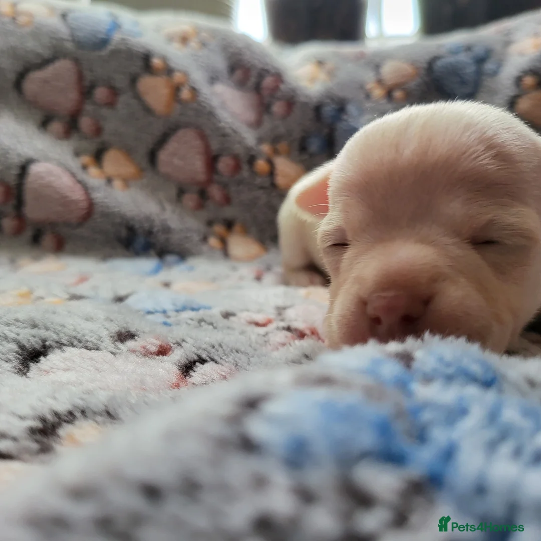 Chihuahua dogs for sale: 3 beautiful smooth coat chihuahuas KC registered. in Enfield - Advert 12