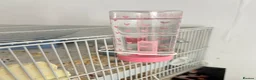 Gerbil rodents for sale: 2 Gerbils and starter set up!  in Birmingham - Advert 21