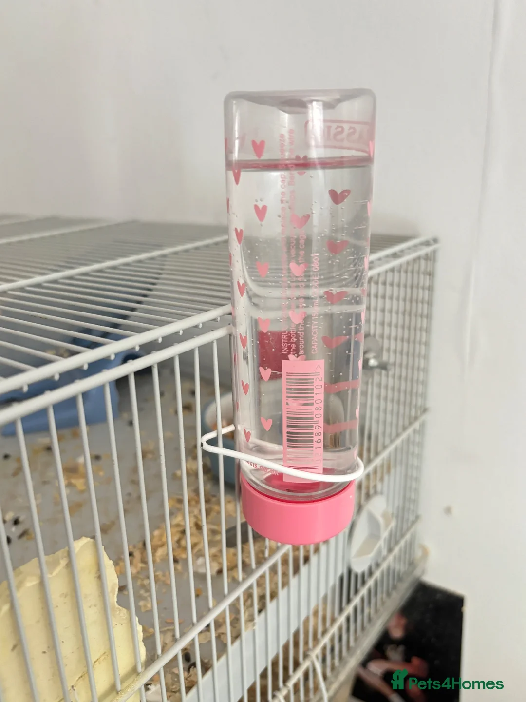 Gerbil rodents for sale: 2 Gerbils and starter set up!  in Birmingham - Advert 21