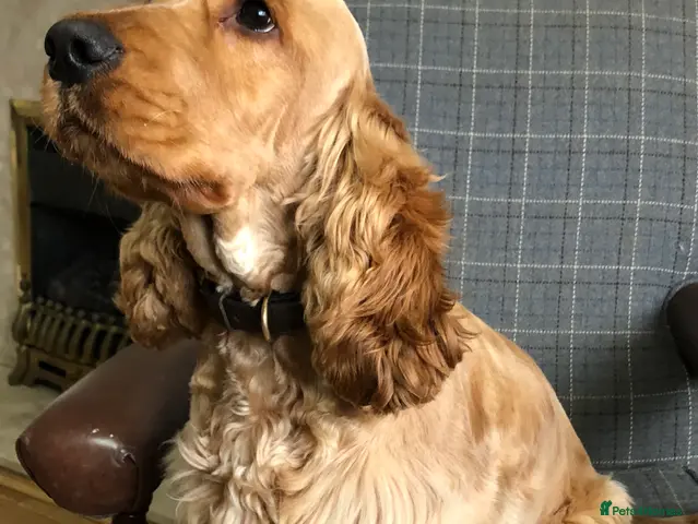 Cocker Spaniel dogs Proven KC Reg Show Cocker Spaniel Stud - Advert 5