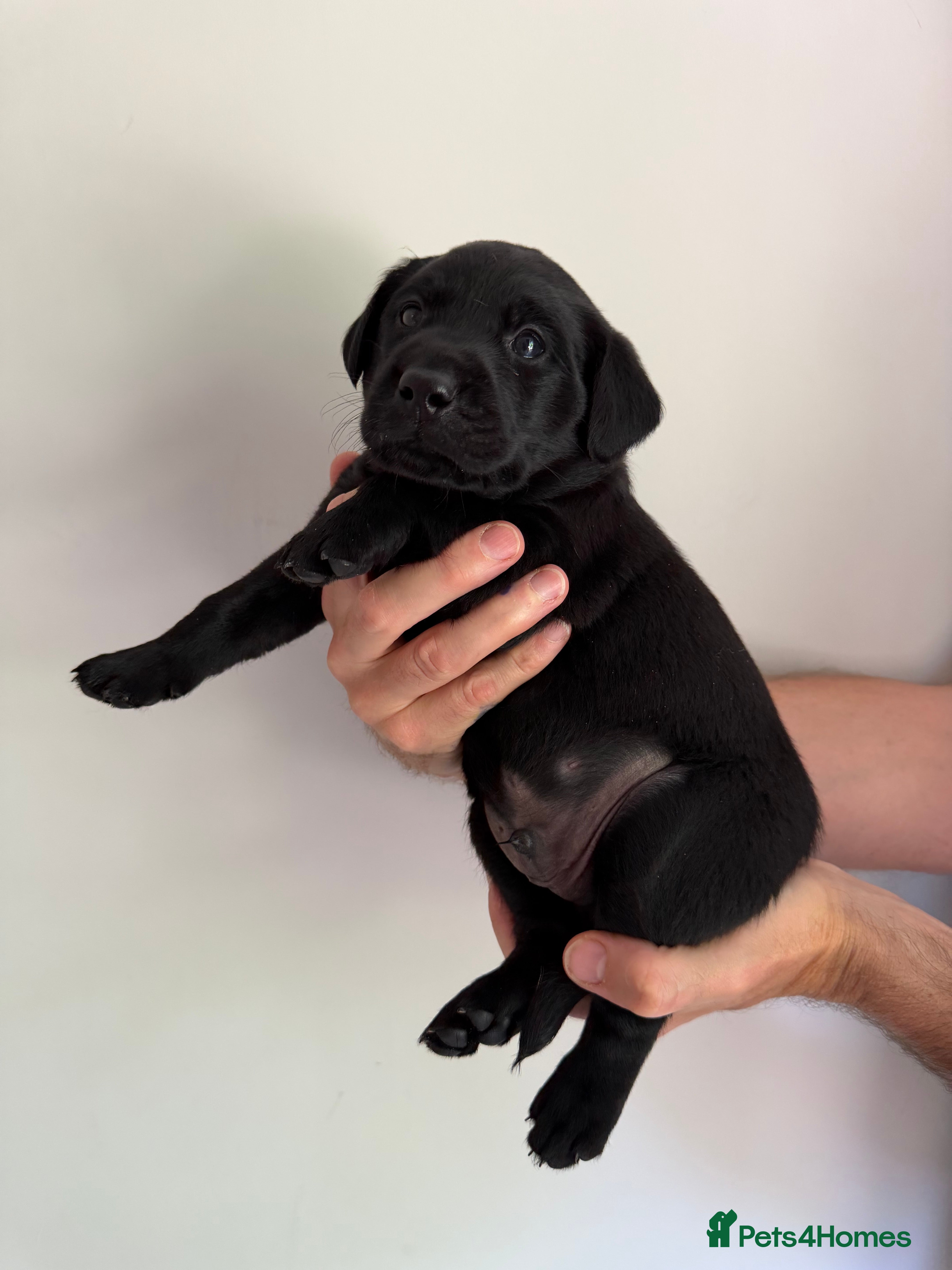 Labrador Retriever dogs Litter of Working Labrador Retriever Puppies - Advert 2