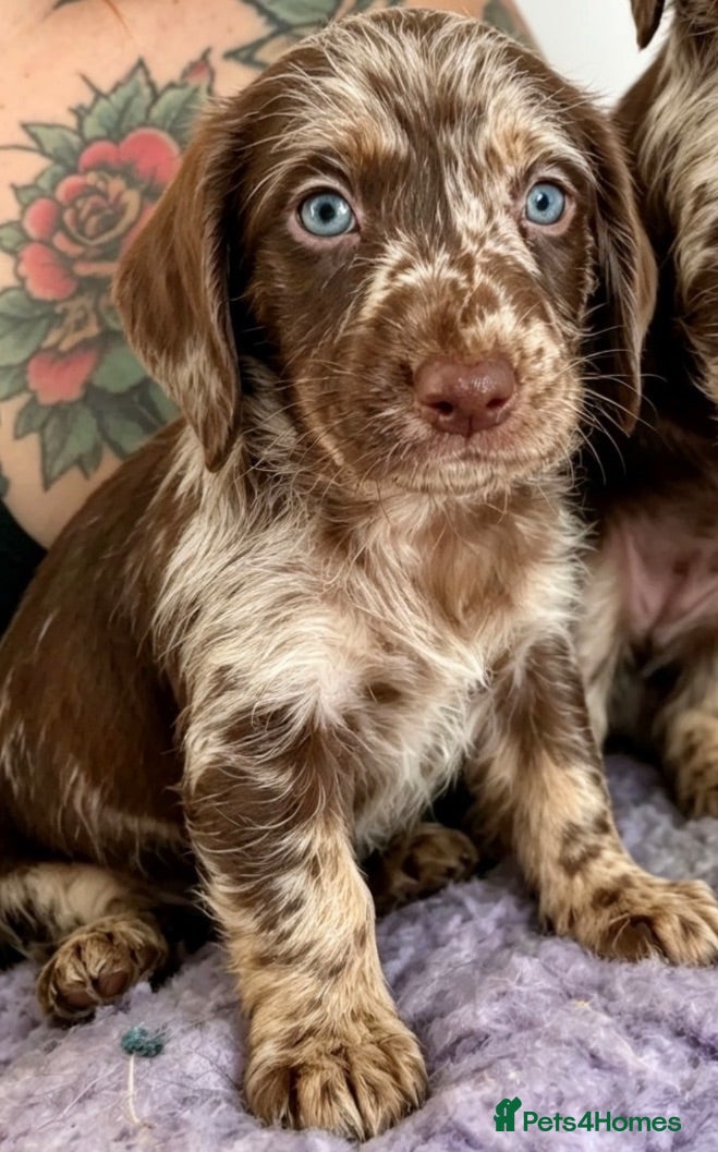 Labradoodle dogs Rare liver Merle labradoodles REDUCED - Advert 1