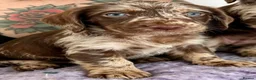 Labradoodle dogs for sale: Rare Merle labradoodles 2 left READY NEXT WEEK - Advert 2