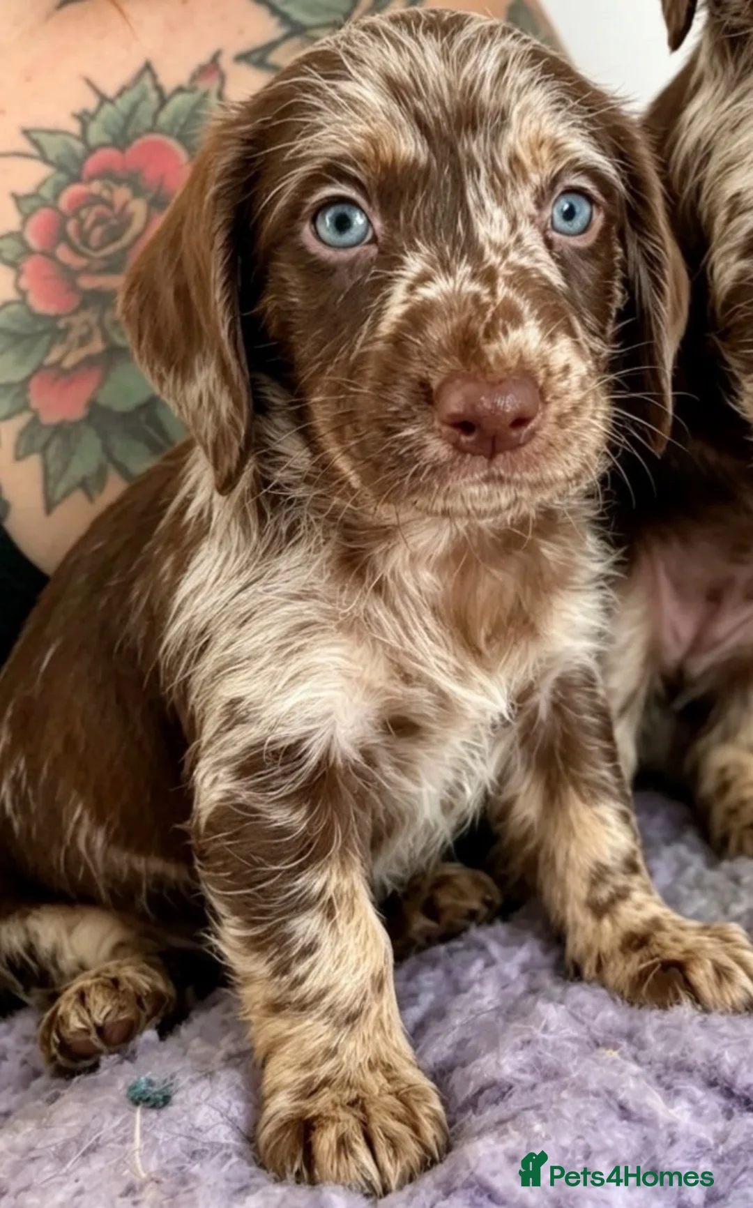Labradoodle dogs for sale: Rare Merle labradoodles 2 left READY NEXT WEEK - Advert 2
