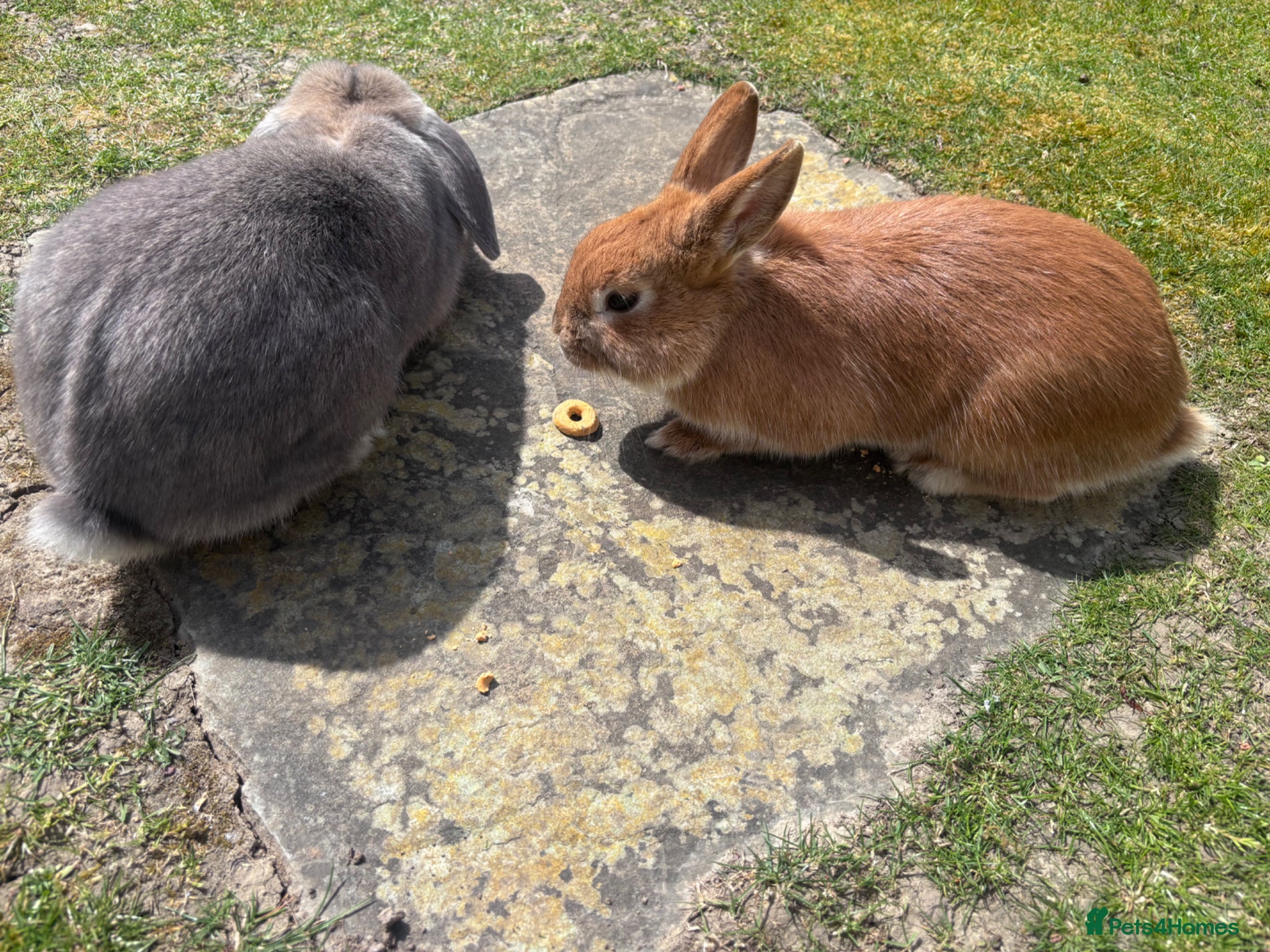 Mixed Breed rabbits 2 beautiful rabbits  - Advert 2